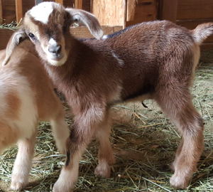 Mini Nubian goats for sale in NM